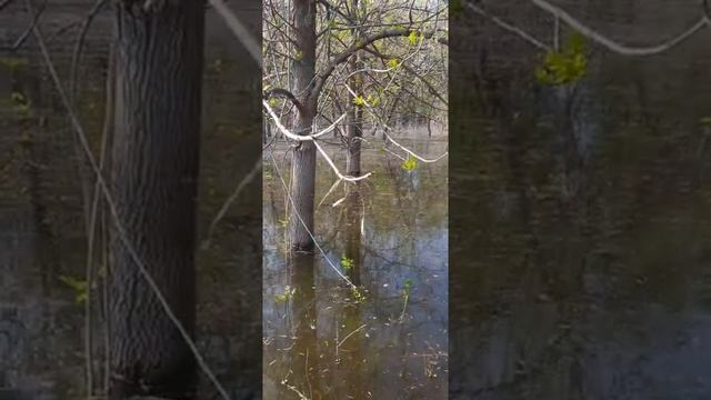 Рыба на Прикормку