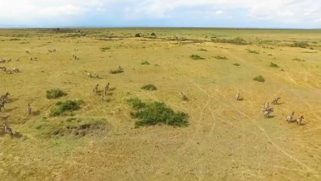 4K African Wildlife Of Kilimanjaro National Park - Wild Animals Of Africa & Relaxing Nature 4K