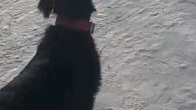 Щенок Ризеншнауцера