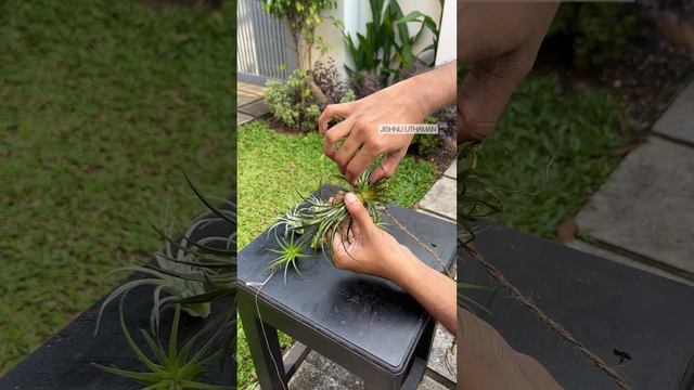 Air Plant Tillandsia Ionantha #airplants #airplantcare #plants