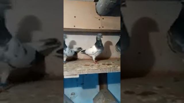 20 октября 2019 г.Будапештские Сергея Макарова