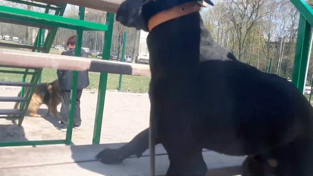 Chibo Кинолог Наталья Распертова Жил Был Пес Моя Жизнь Кино Музей Пса