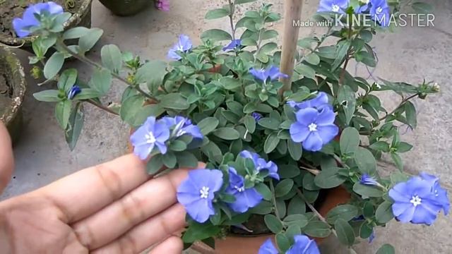 How To Grow And Care Evolvulus/summer Low Maintenance Plant(Eng/Hindi)