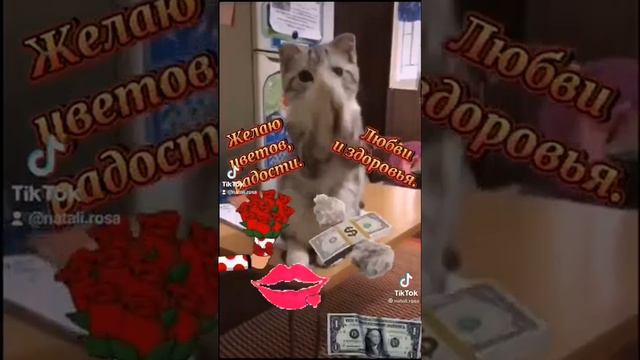 Желаю цветов,  радости,  любви и изобилия! Милый котик.