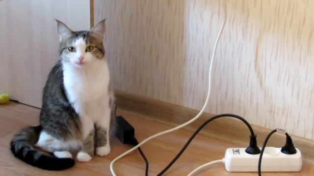 47 Улун Люй Ча Гуанси Люй Ча Зеленый чай весеннего урожая 2019 Гуанси Китай. 5 проливов