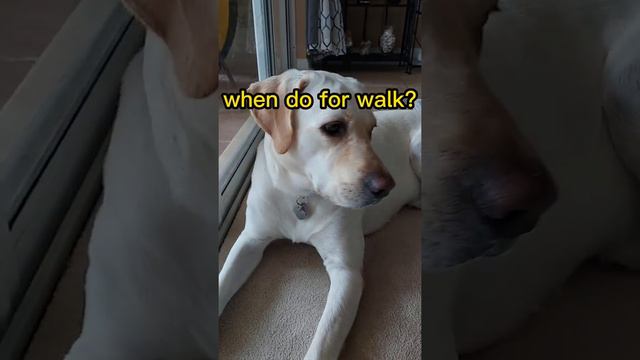 Наш пёс 🐕  Нико/США/Флорида/Labrador