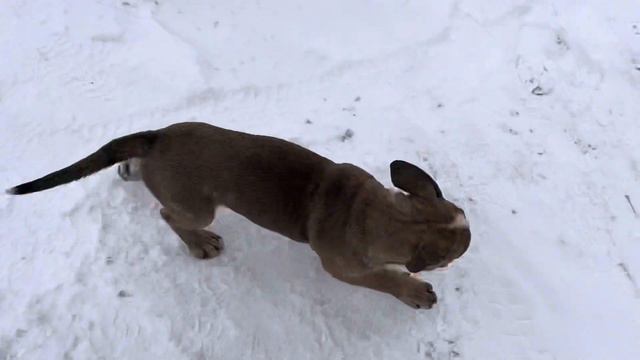 Кобель староанглийского бульдога