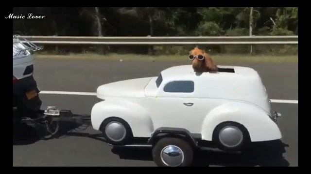 Видео приколы!Гифки!