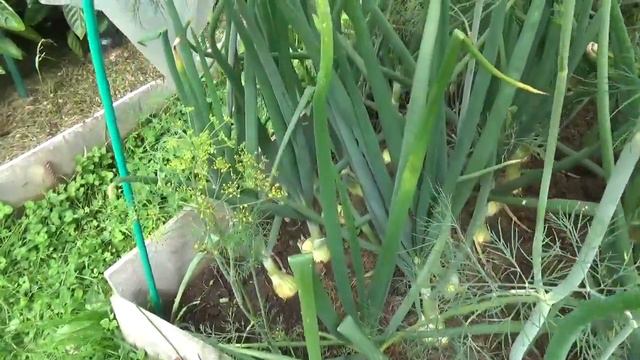 Спасаем урожай в дождливый  июль 2019г Кострома