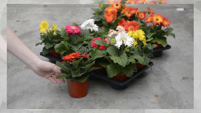 Weekly Availability 4.22.16