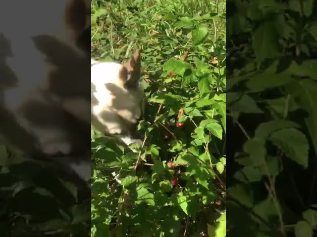 Феня и малина #shorts