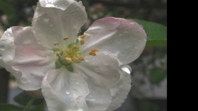 Дождливый майский день