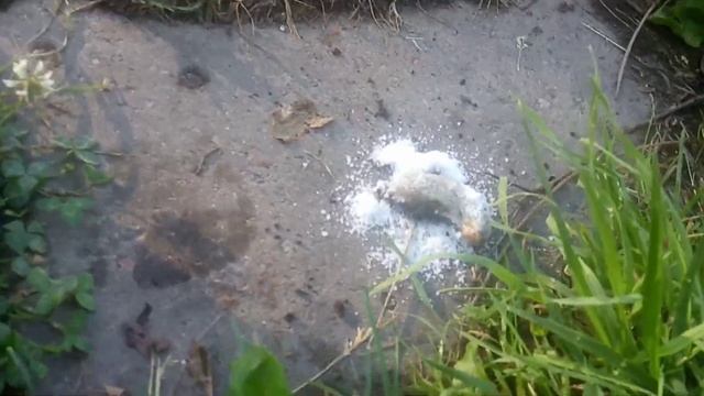 Испанский слизень