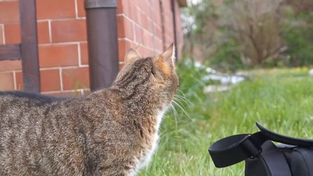 Sony SLT-A58 Video Test - Sample Video / Przykładowe Nagranie Z Sony A58