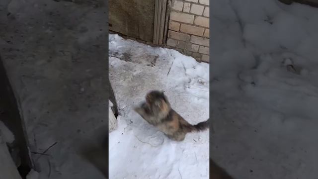 Самые умные кошки в мире / The Smartest Cats In The World