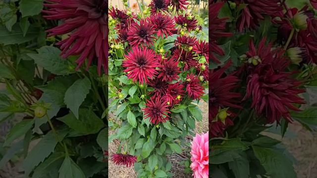 Георгин Чёрный Нарцисс