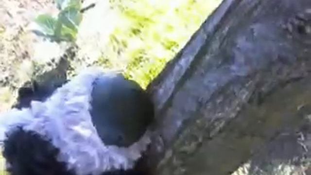 Видео Снежки и Коко 