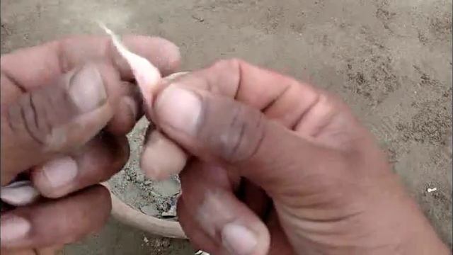 How To Planting Garlic Seed Tips Urdu Hindi