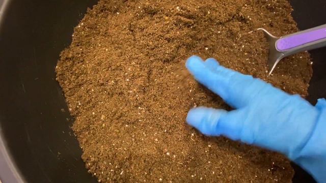 Пикировка петунии