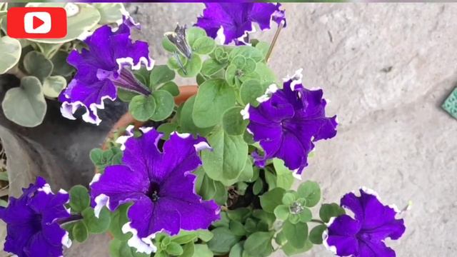 #How To Get More Flowers On Petunia #petunia Me Dhero Phool Kaise Paye #terracegardening