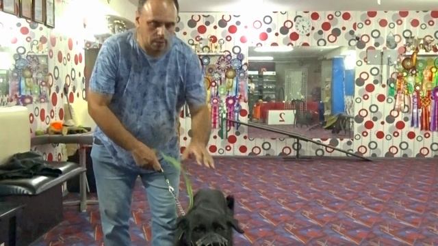 Управление поводком