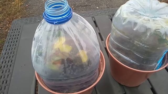 Черенкование Роз.Главная причина гибели черенков.