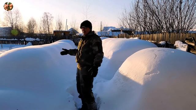 Зимовка пчёл под снегом  на севере