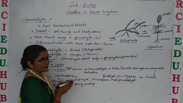 Class 11plant Kingdom Petridophyta Ll Rci Edu. Hub Bansur Alwar Raj. Ll By Reena Mam