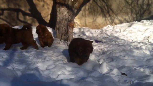 Тибетский мастиф 5 недель 2017