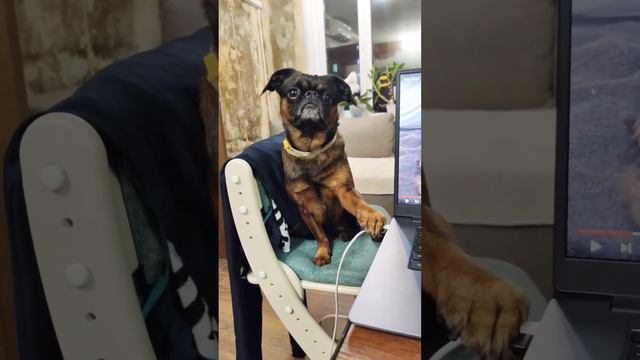 Собака Пти-брабансон. Грифон. #собаки #питомцы