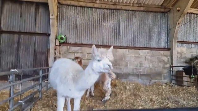 Lydia Violet - Valentines Petting Farm Date
