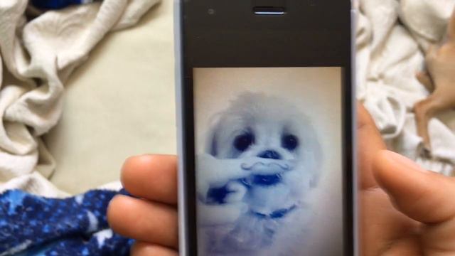 Imitando Fotos TUMBLR ( Perrito )