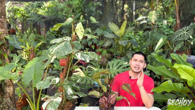 10 MOST EXPENSIVE PLANTS I HAVE SOLD