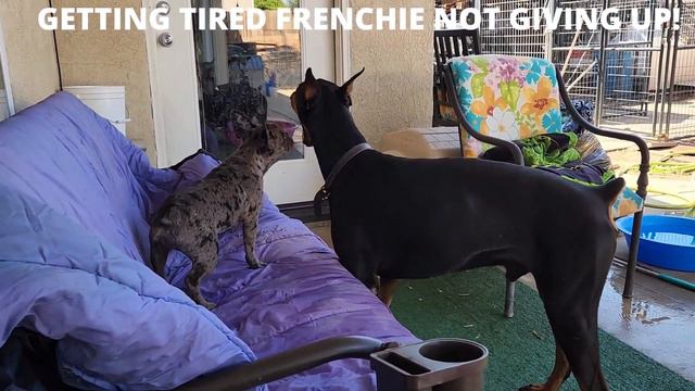 FRENCH BULLDOG VERSUS DOBERMAN!!