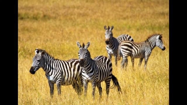 30  ИНТЕРЕСНЫХ ФАКТОВ О ЖИВОТНЫХ