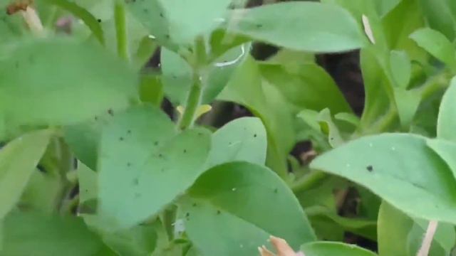 100 Petunia Plants From 1 Plant | Collect Petunia Seeds And Store Them | Season Of Petunia | Hindi