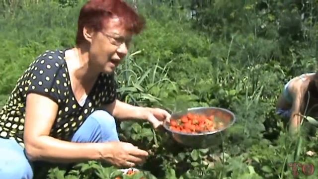 СБОР СЛАДКОЙ КЛУБНИЧКИ У МЕНЯ В САДУ. ПЕРВЫЙ УРОЖАЙ КЛУБНИКИ