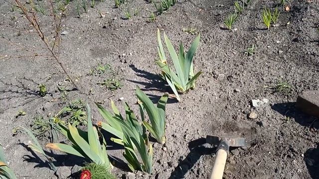 РЫХЛЮ ГРЯДКИ