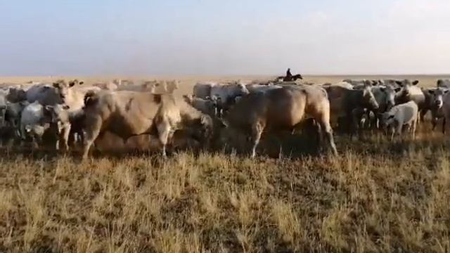 Борьба за лидерство быков  Аулиекольской породы