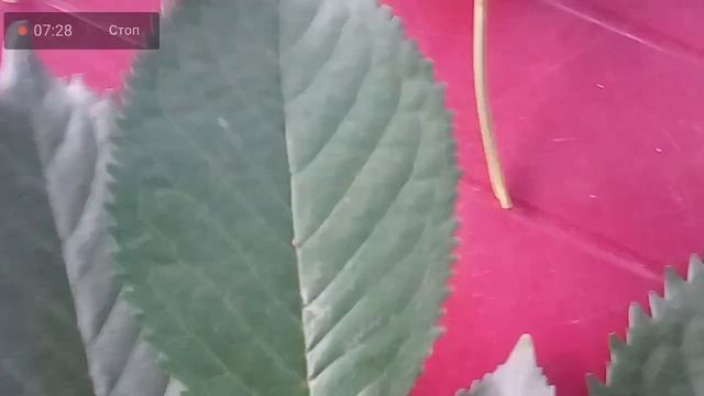 ПРОСТО ДОБАВИТЬ ЭТИ ЛИСТЬЯ И ОЧИСТИТЬ ПОЧКИ И КРОВЬ, ПОНИЗИТЬ ДАВЛЕНИЕ