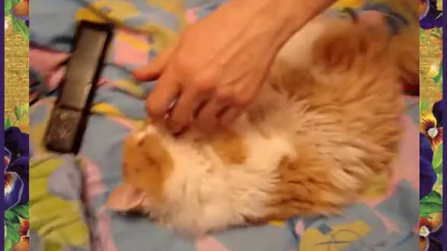 Смешные кошки видео 2014 - Кузьма сдается? Ну, уж нет!