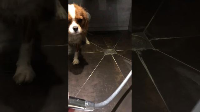 #dog Is Not #afraid Of #dirt #cavalier  🤣🤣