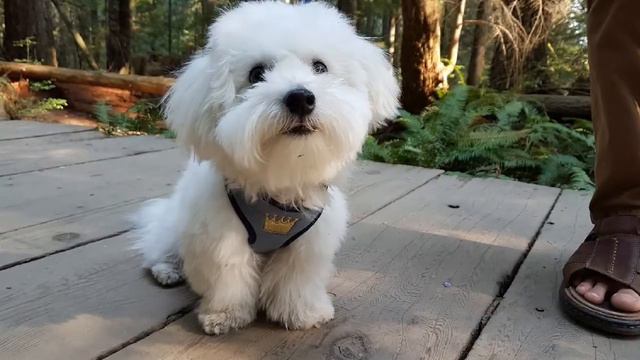 Lynn Canyon Bridge(coton De Tulear)