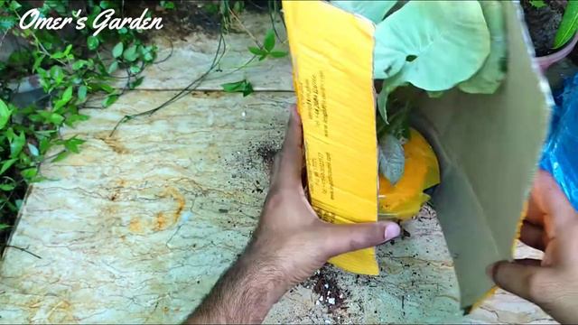 Unboxing Of Syngonium Milk Confittie Plant @omersgarden7659