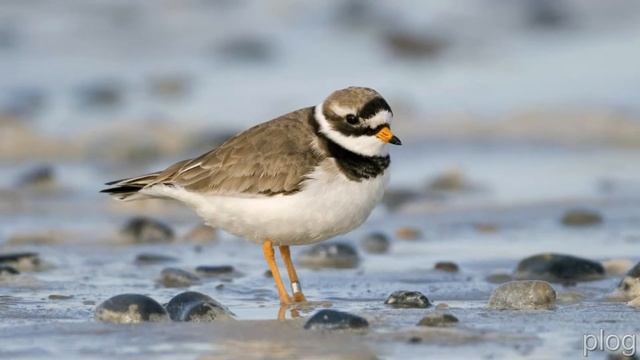 презентация для детей животные