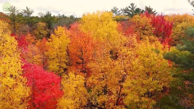 Music Heals The Heart With Autumn🍁 Gentle Music Restores The Nervous System And Satisfies The Soul