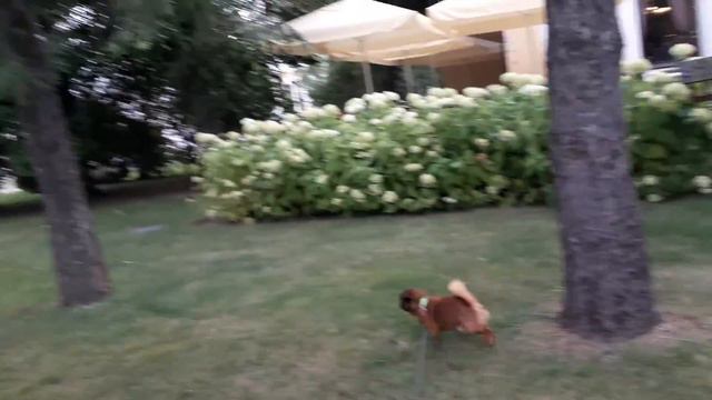 Брабансон  Бруно ( осенняя прогулка в парке)🐶