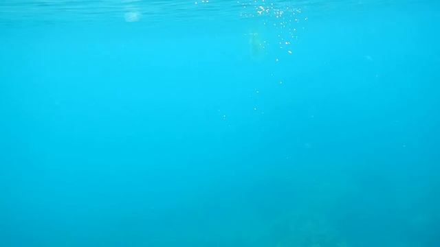 Баклан рыбу ловит, видео под водой