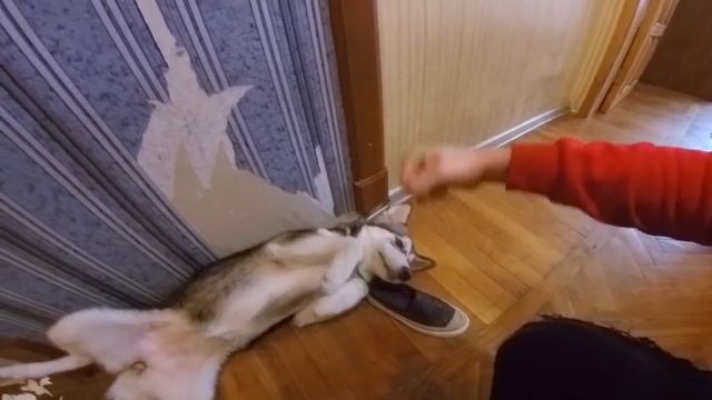 СКРЫТАЯ КАМЕРА - ЩЕНОК ОДИН ДОМА
