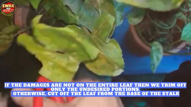 Trimming Off Some Damaged Leaves Of  Syngonium Strawberry Ice